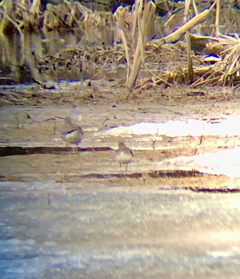 Greater Yellowlegs - Michelle Beadle