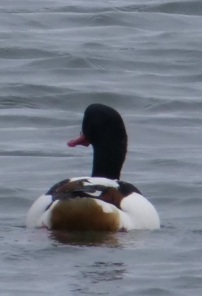 Common Shelduck - ML569464661