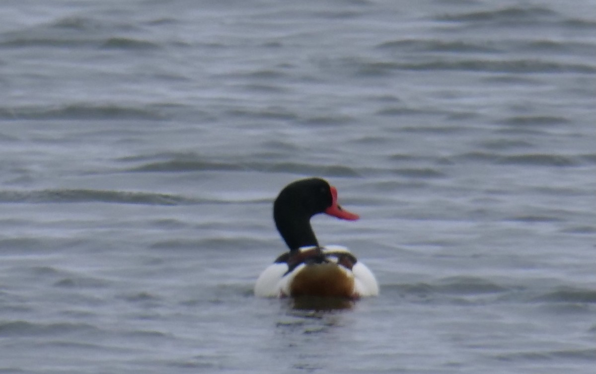 Common Shelduck - ML569464781