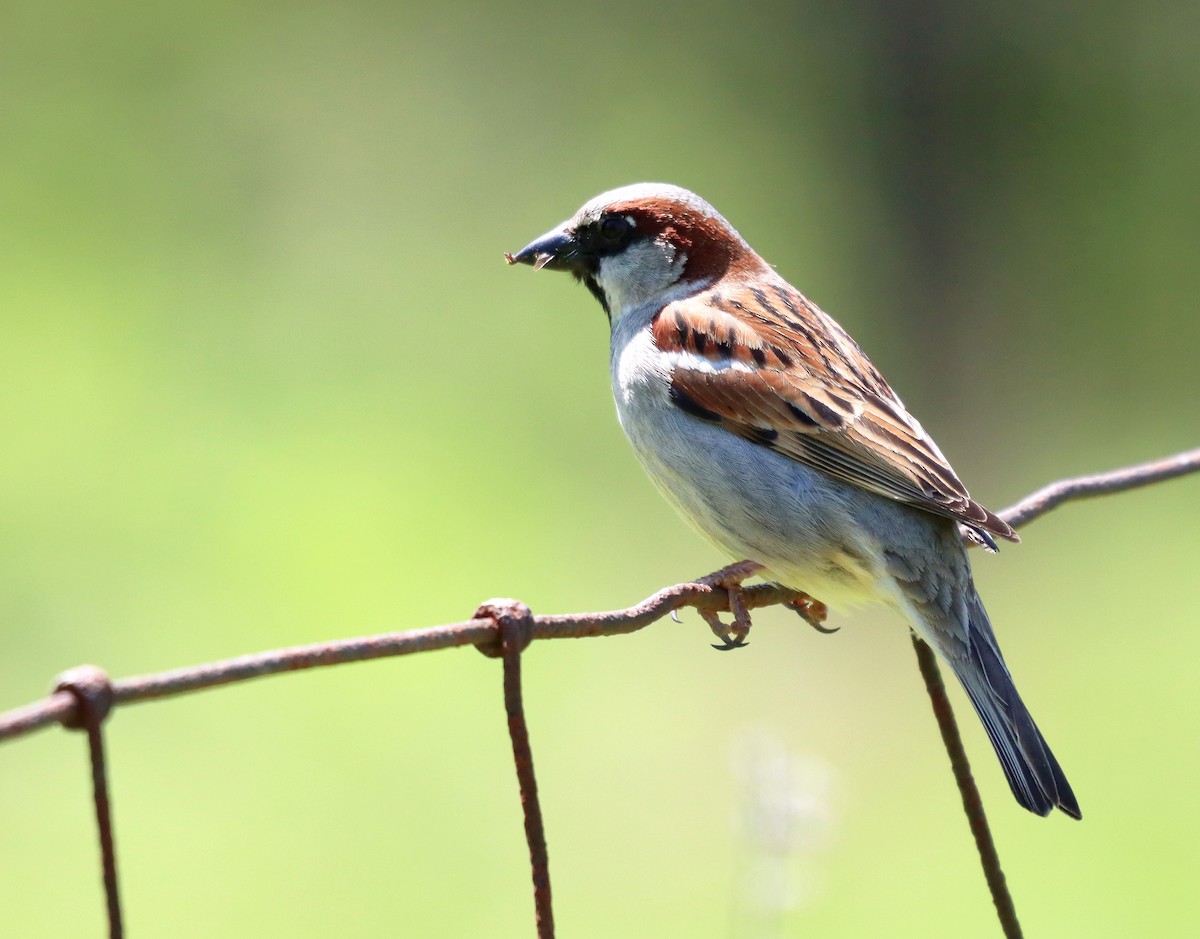 House Sparrow - ML569465271