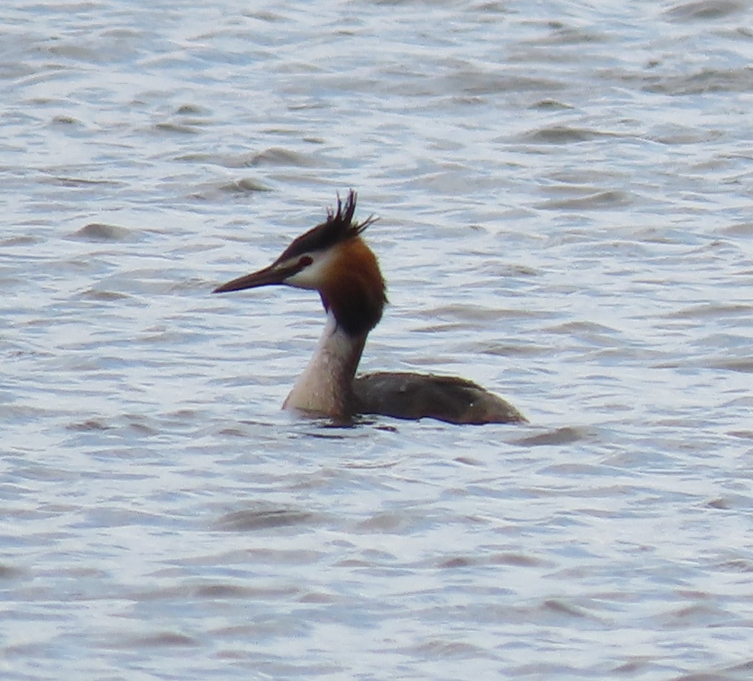 Great Crested Grebe - ML569465921