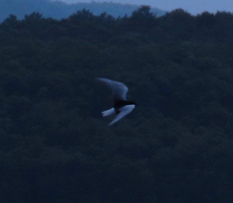 White-winged Tern - ML569466121