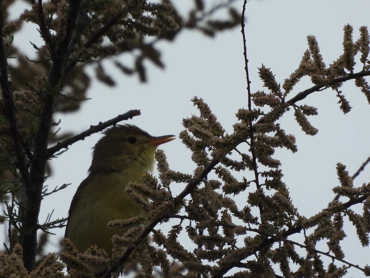 Melodious Warbler - ML569467171