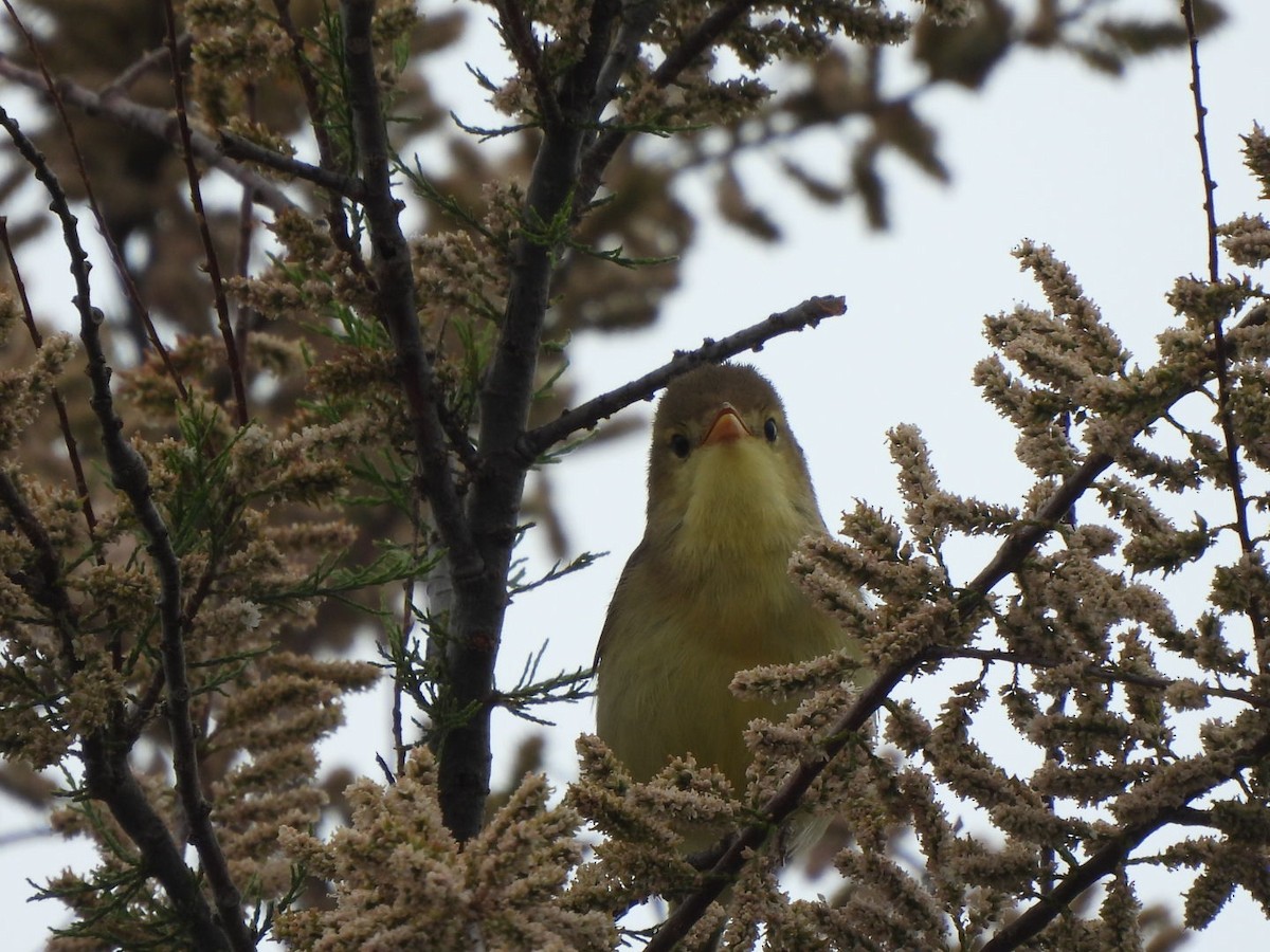 Melodious Warbler - ML569467191