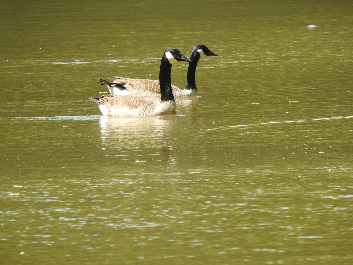 Canada Goose - ML569467361