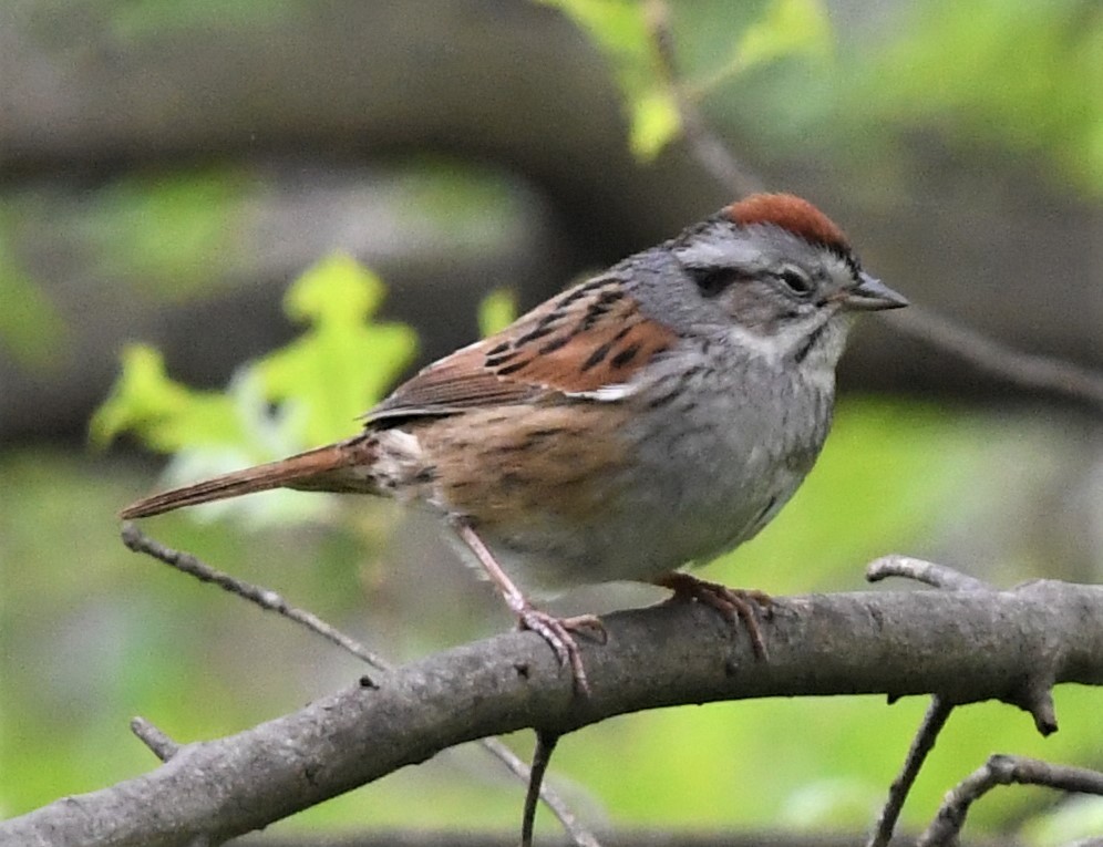 Swamp Sparrow - David Gillen