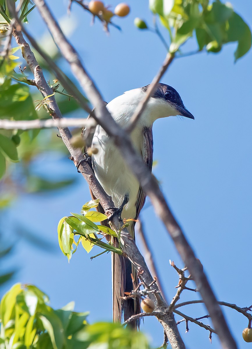 Fork-tailed Flycatcher - ML569468051