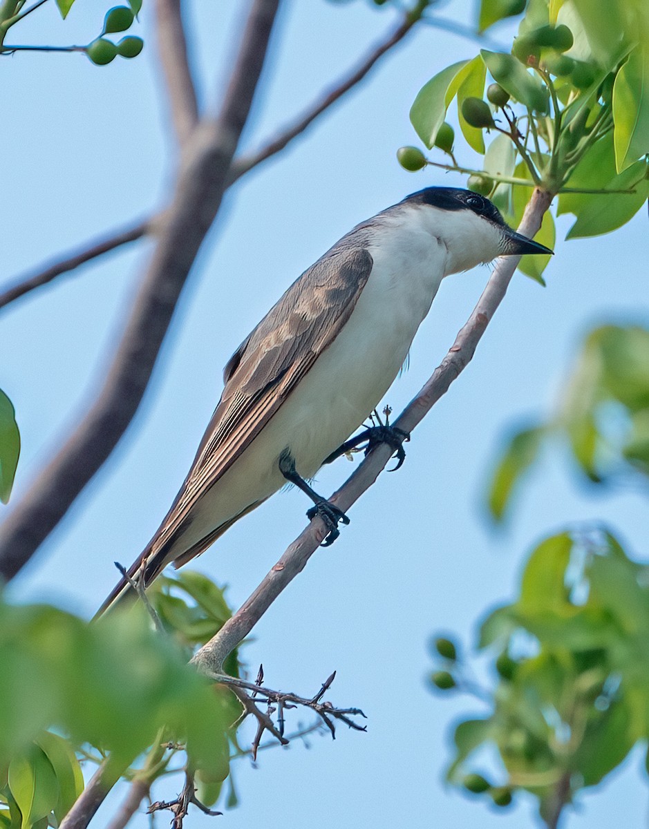 Fork-tailed Flycatcher - ML569468061