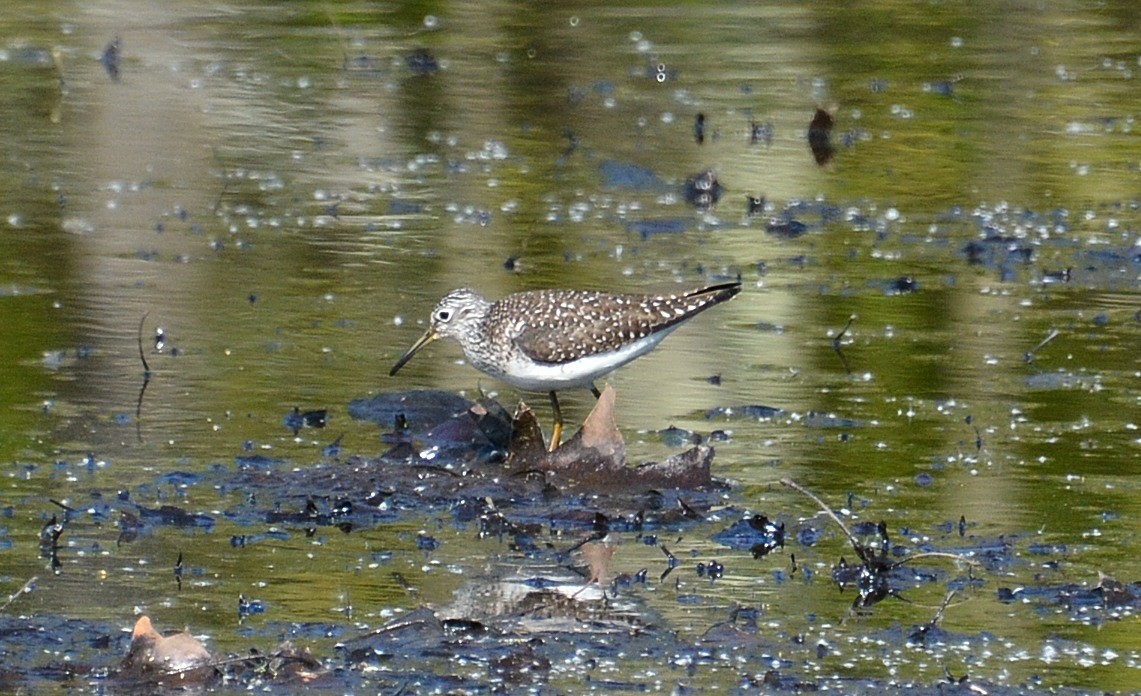 Solitary Sandpiper - ML569469261