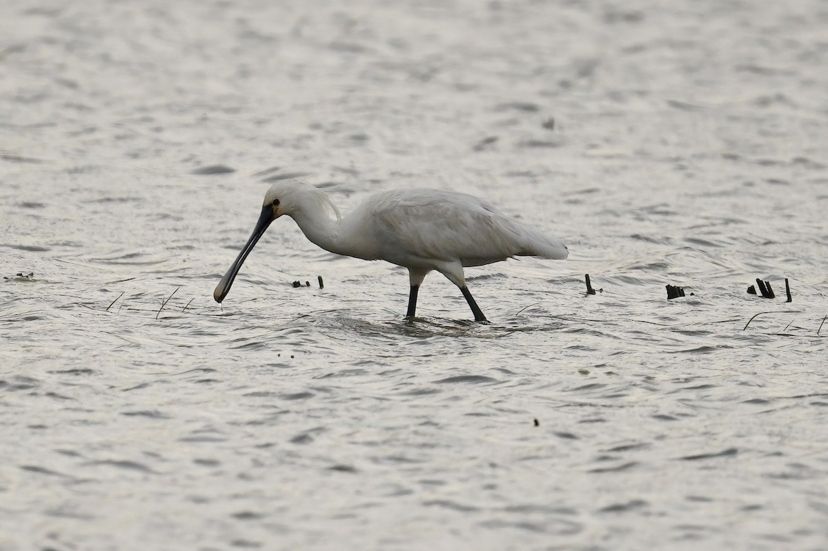 Eurasian Spoonbill - Marcin Sidelnik