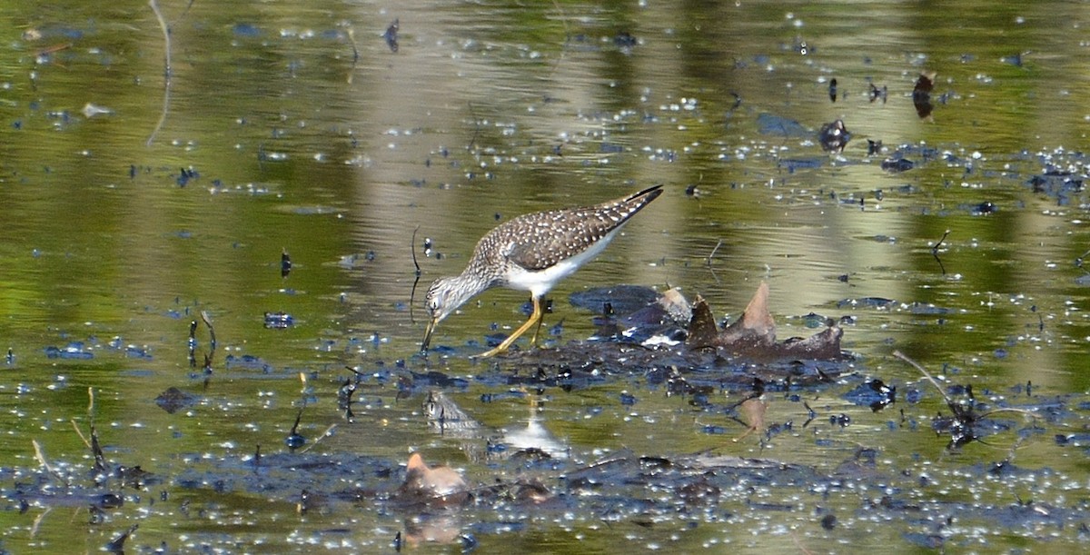 Solitary Sandpiper - ML569469341