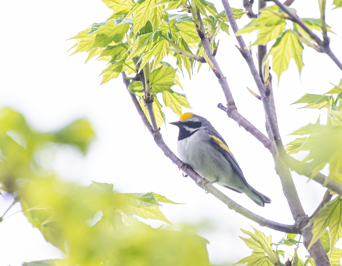 Golden-winged Warbler - ML569469361