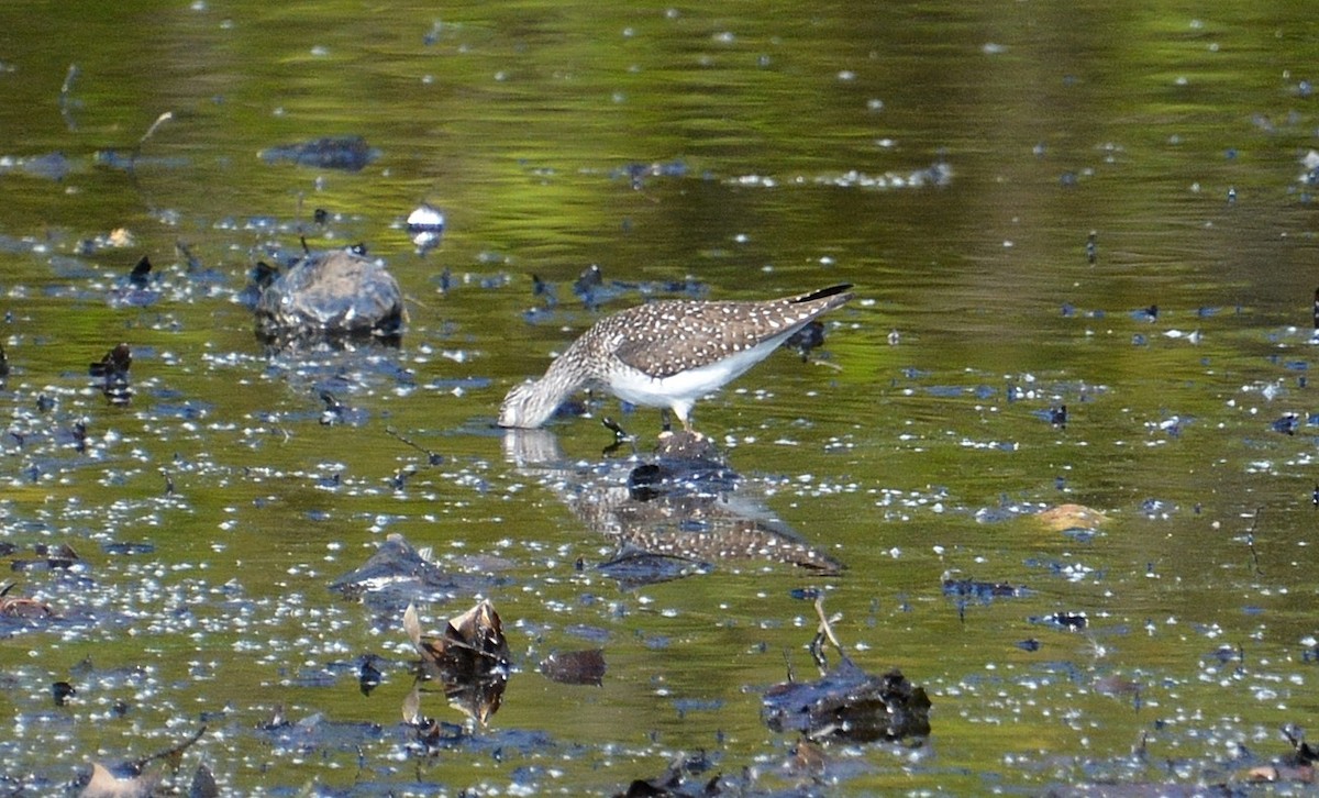 Solitary Sandpiper - ML569469421