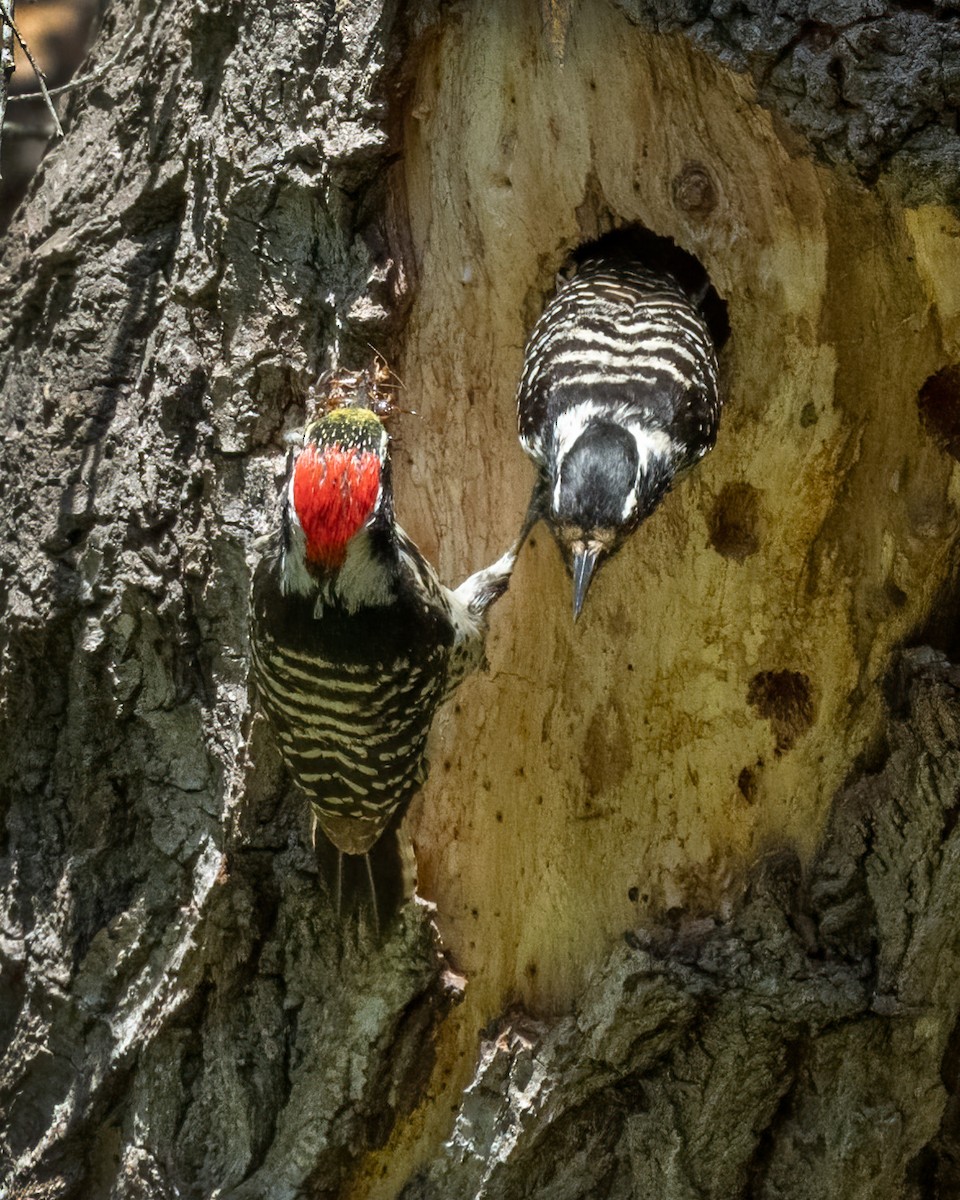 Nuttall's Woodpecker - Sue Cook