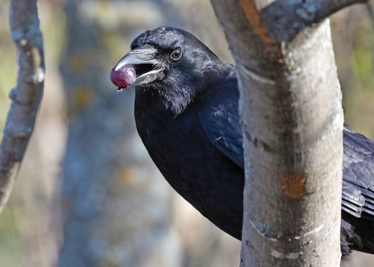 American Crow - ML569469761