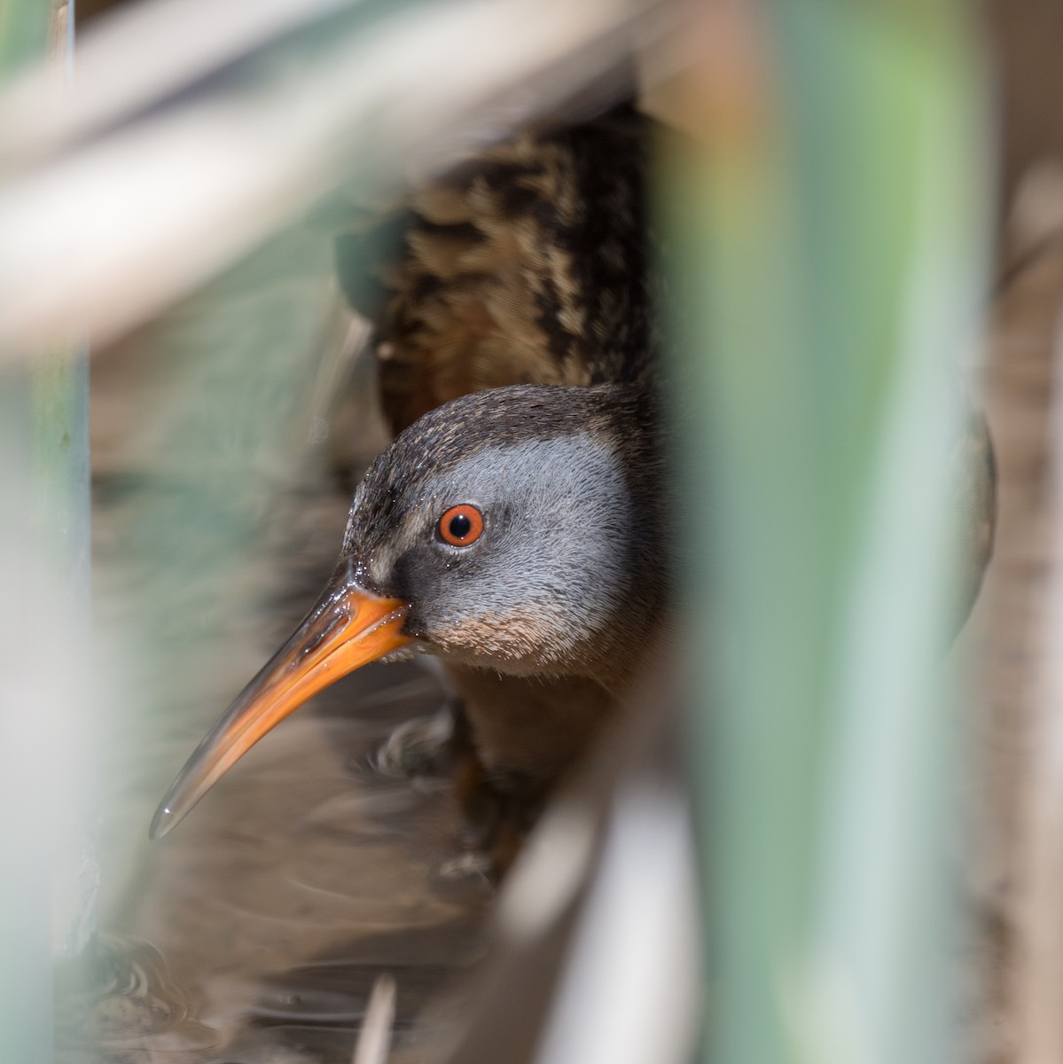 Virginia Rail - ML569470711