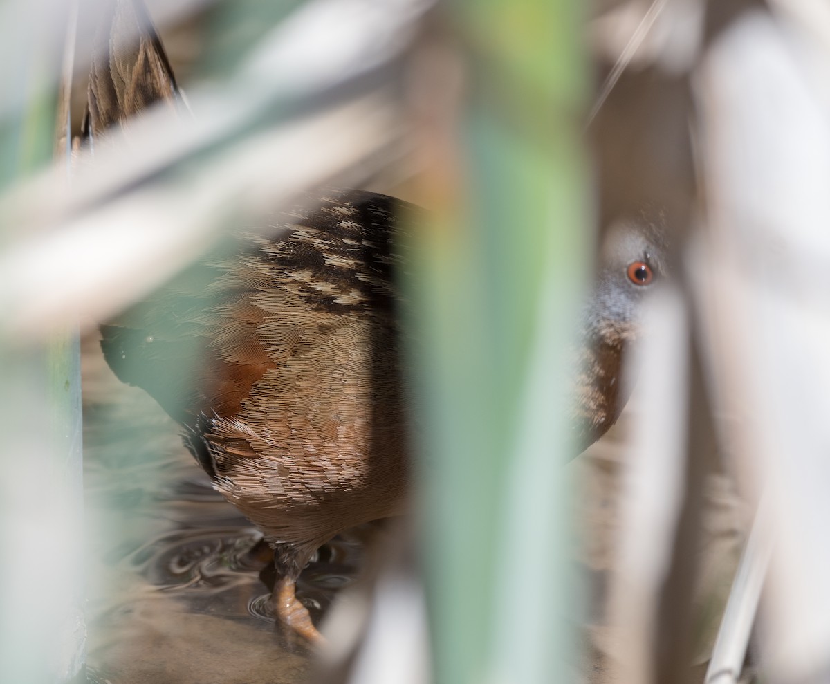 Virginia Rail - ML569470891