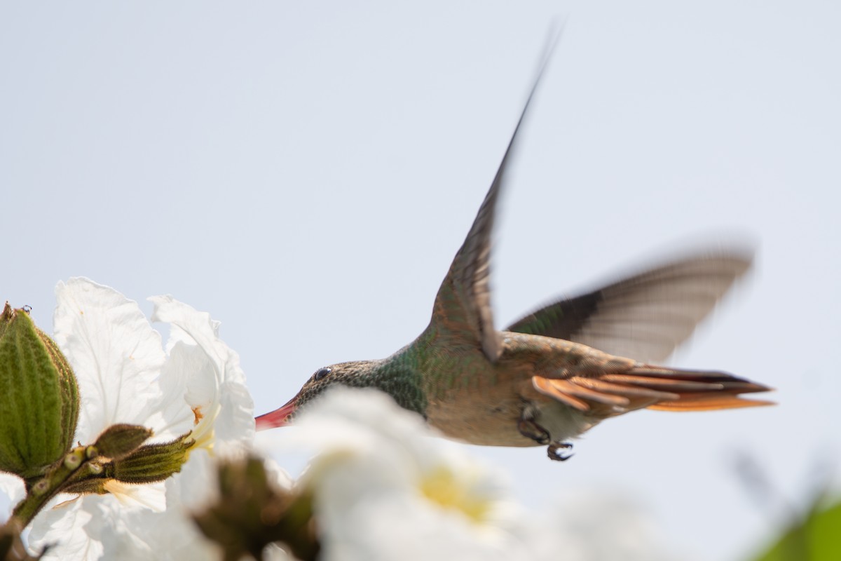 Buff-bellied Hummingbird - ML569471181