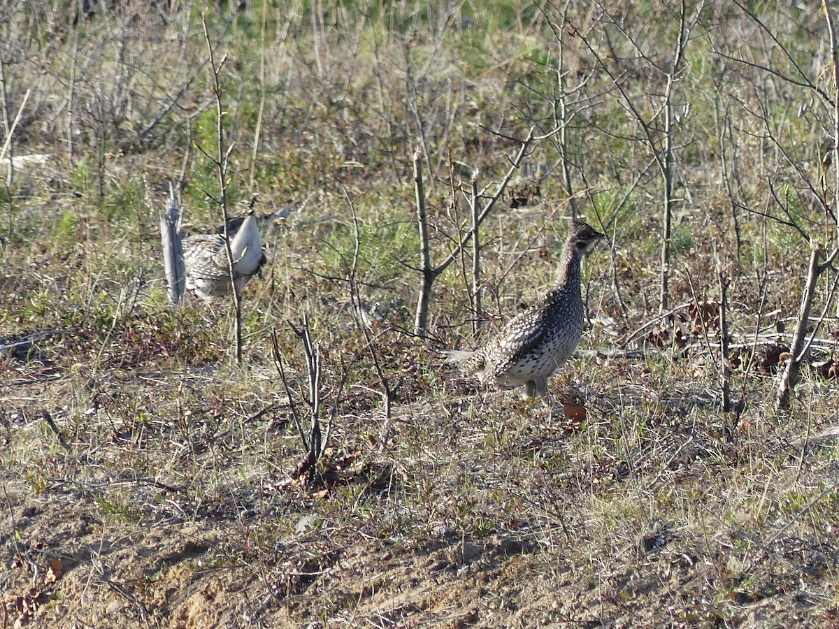 Sharp-tailed Grouse - ML569471791