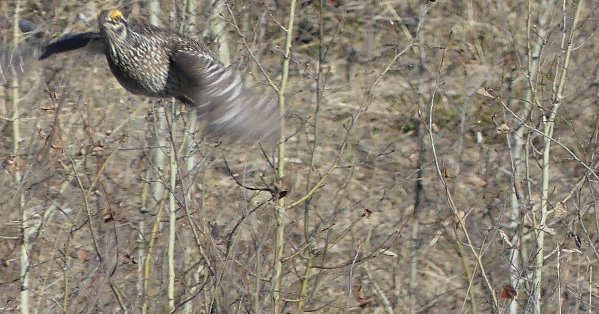 Sharp-tailed Grouse - ML569471921