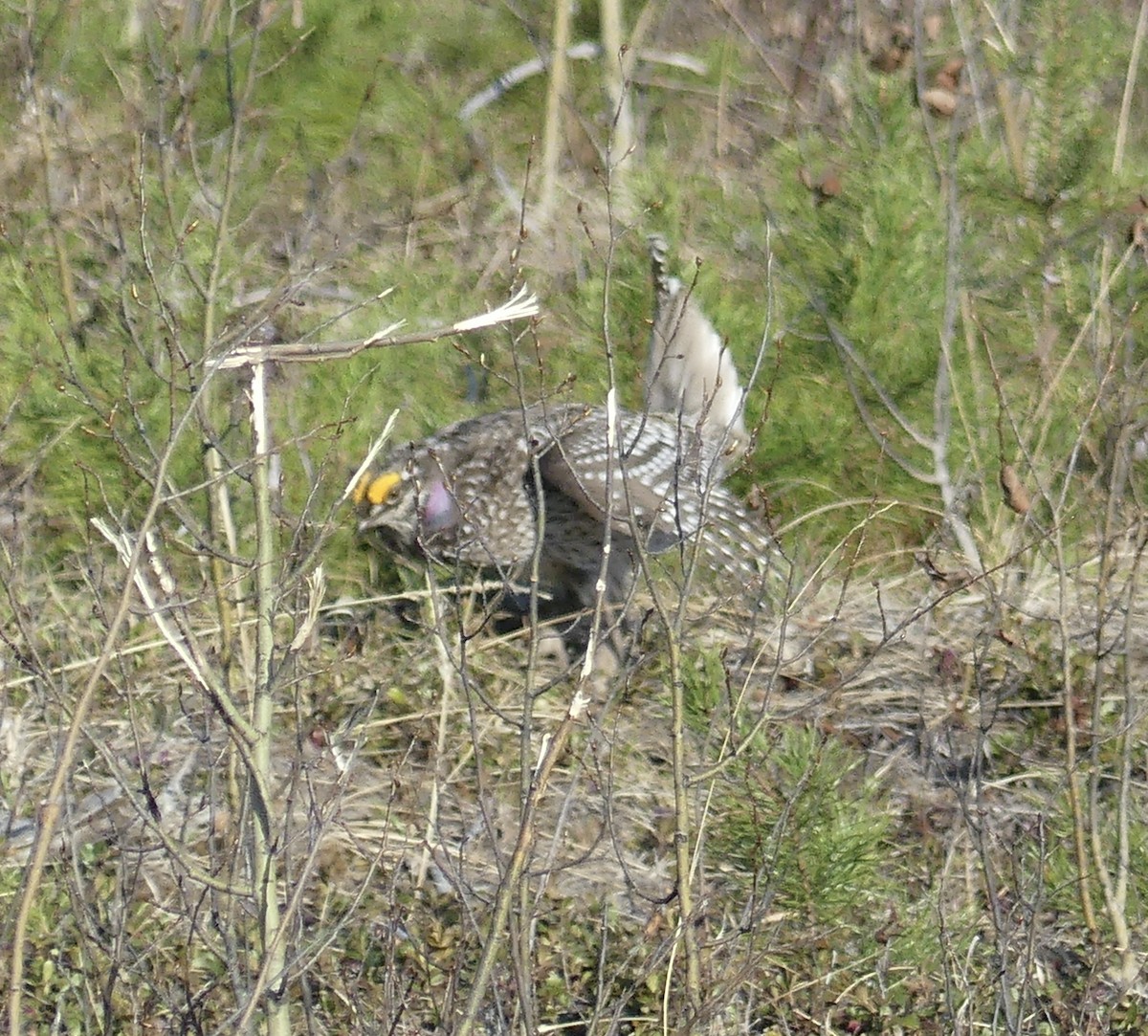 Sharp-tailed Grouse - ML569472241