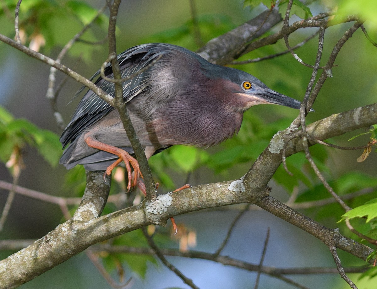 Green Heron - ML569472291