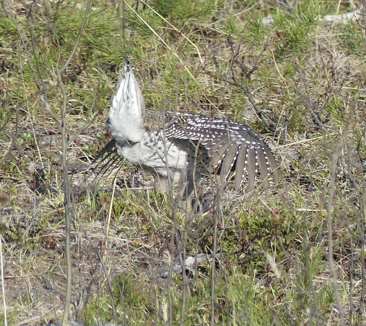 Sharp-tailed Grouse - ML569472501