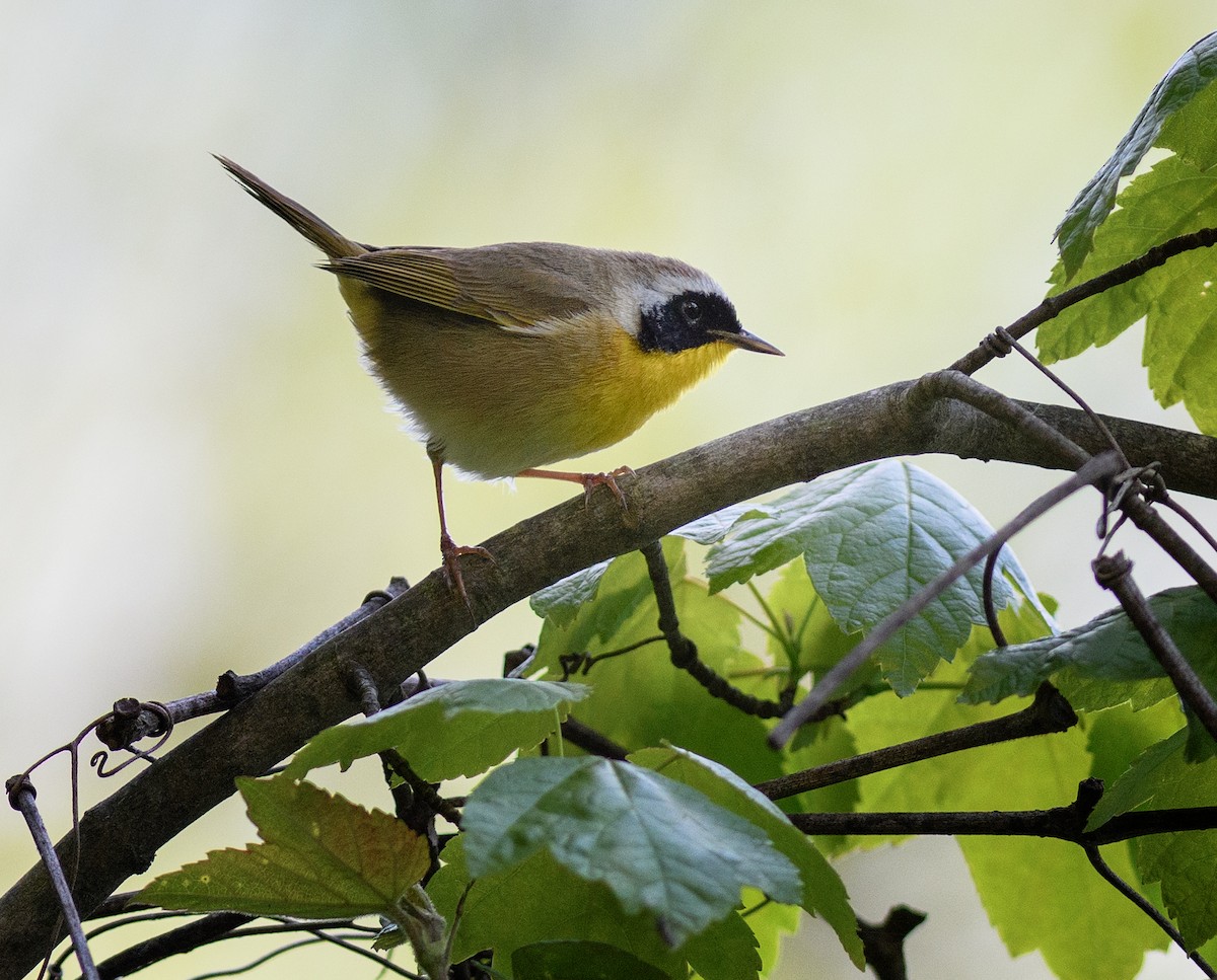 Common Yellowthroat - ML569472541