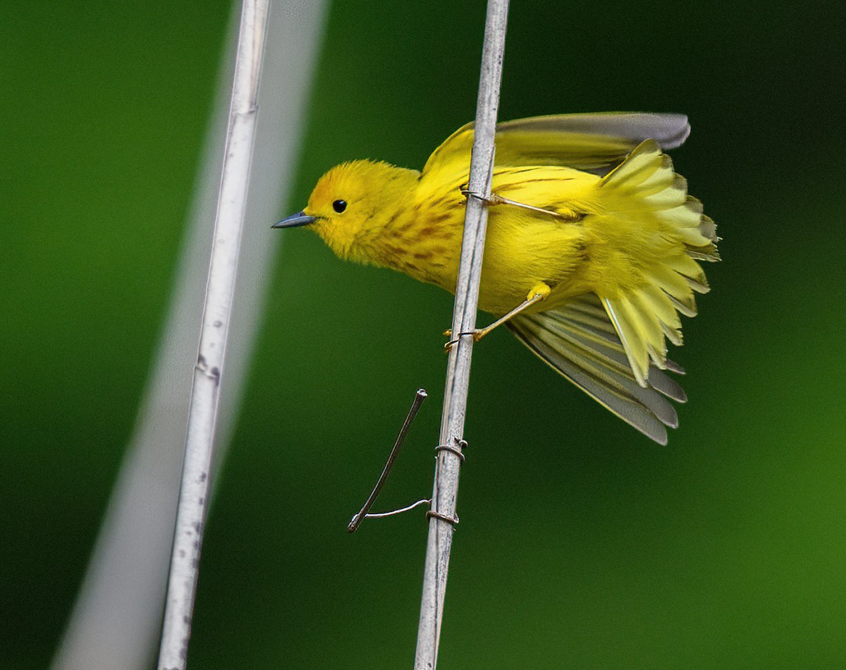 Yellow Warbler - ML569472601