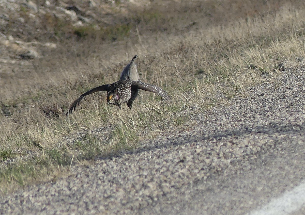 Sharp-tailed Grouse - ML569472661