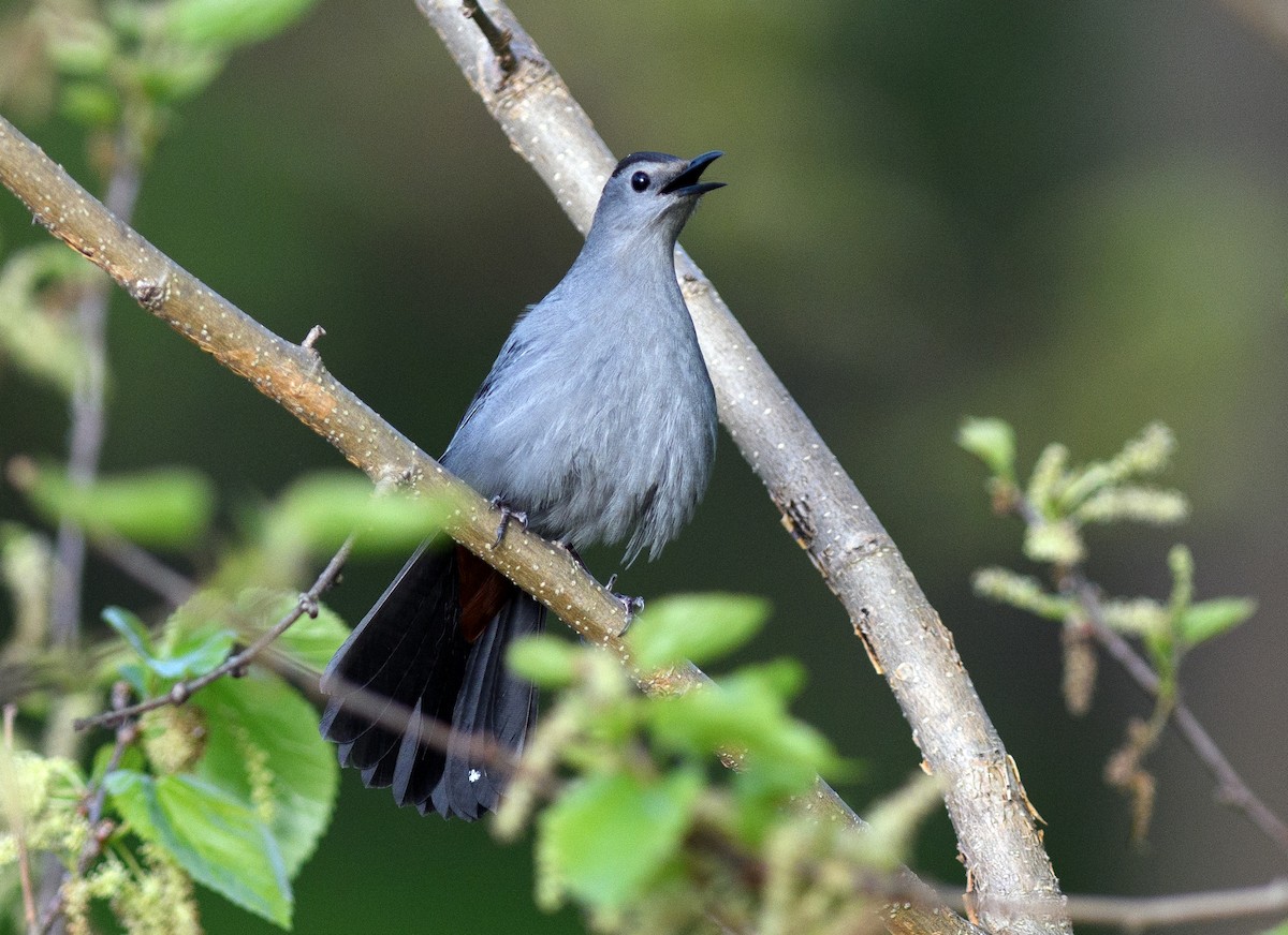 Gray Catbird - Tom Warren