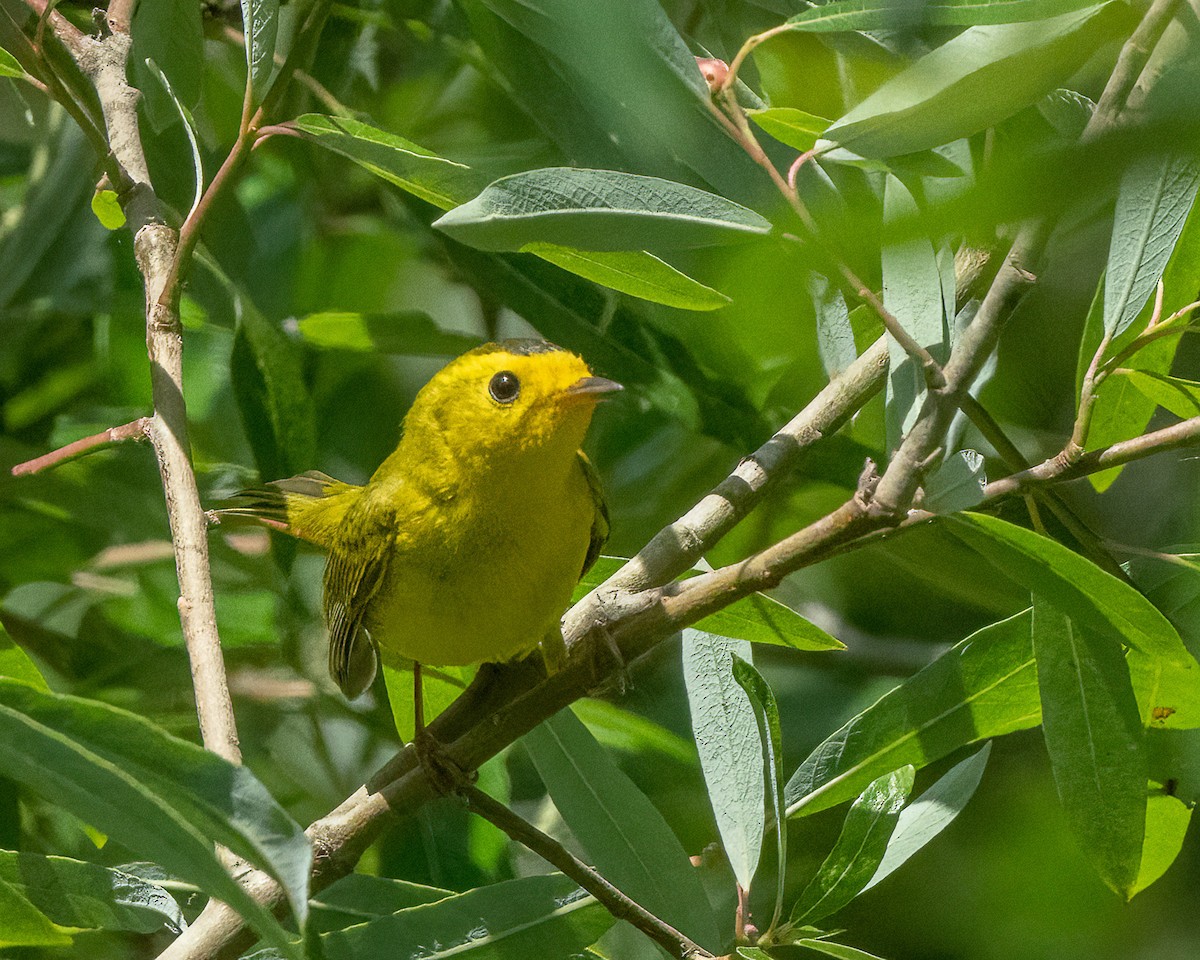 Wilson's Warbler - ML569473261