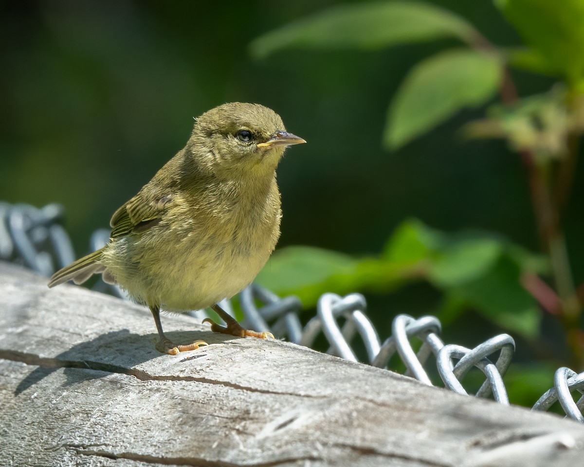 Orange-crowned Warbler - ML569473291