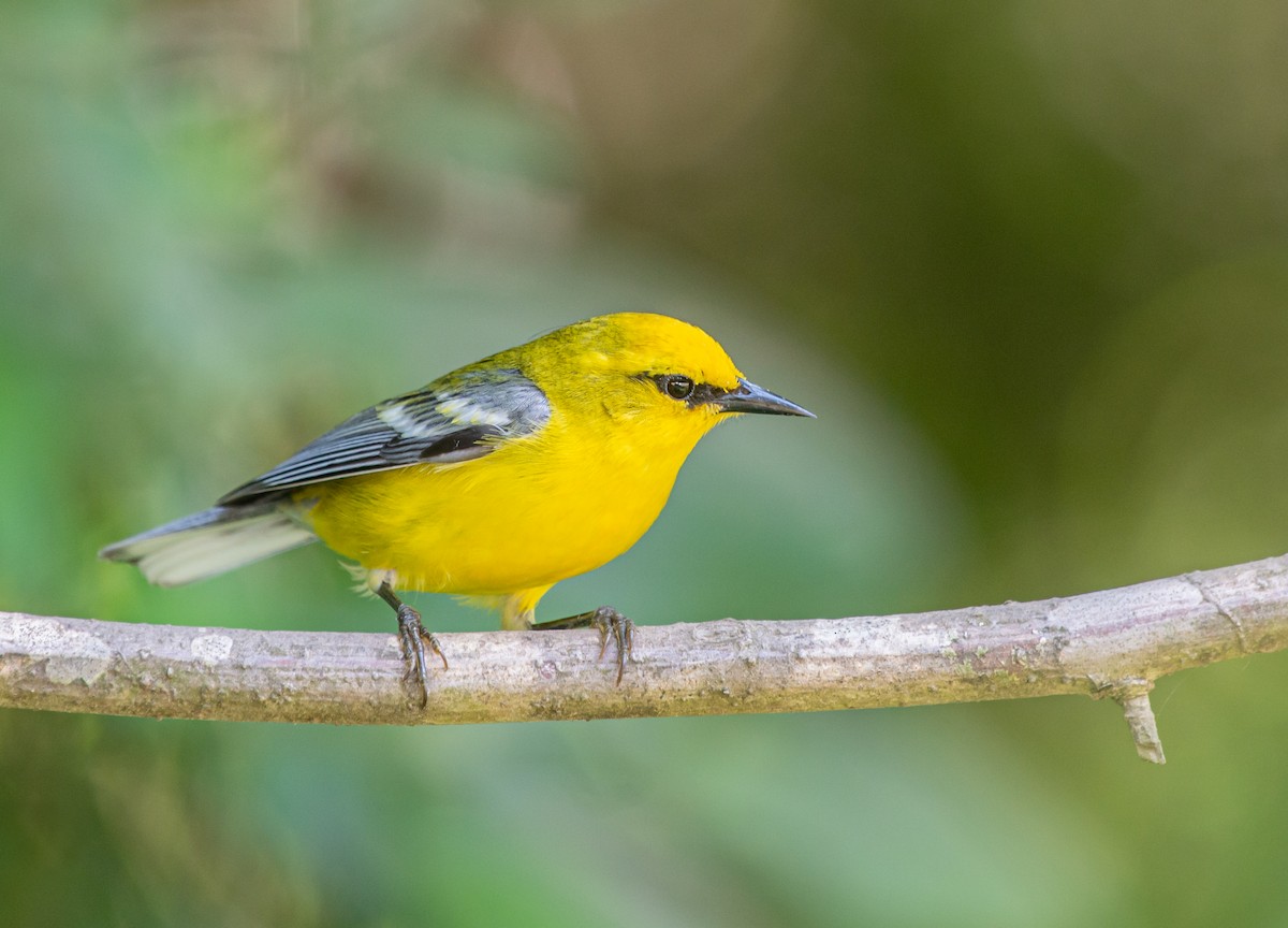 Blue-winged Warbler - ML569474631