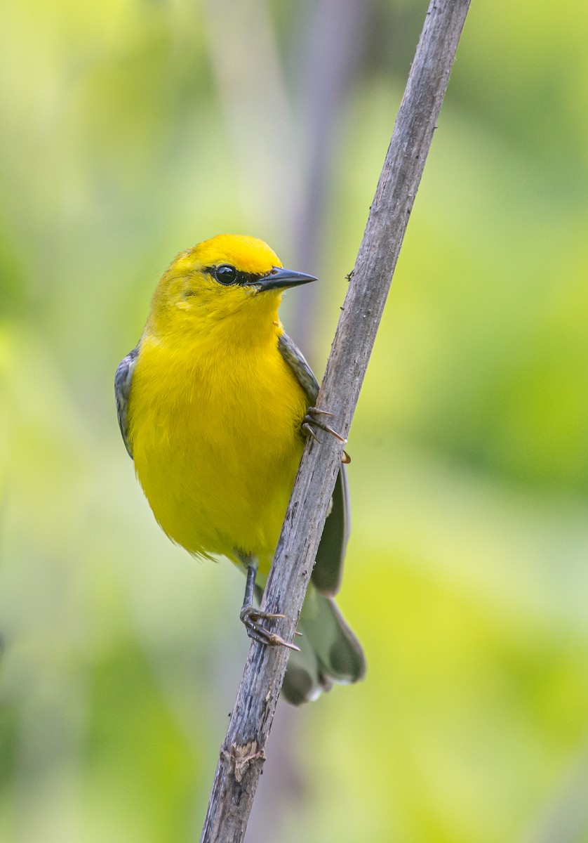 Blue-winged Warbler - ML569474641