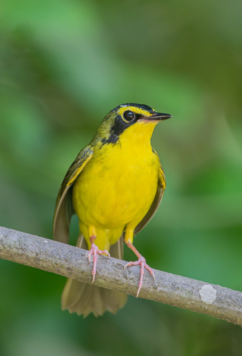 Kentucky Warbler - ML569474731