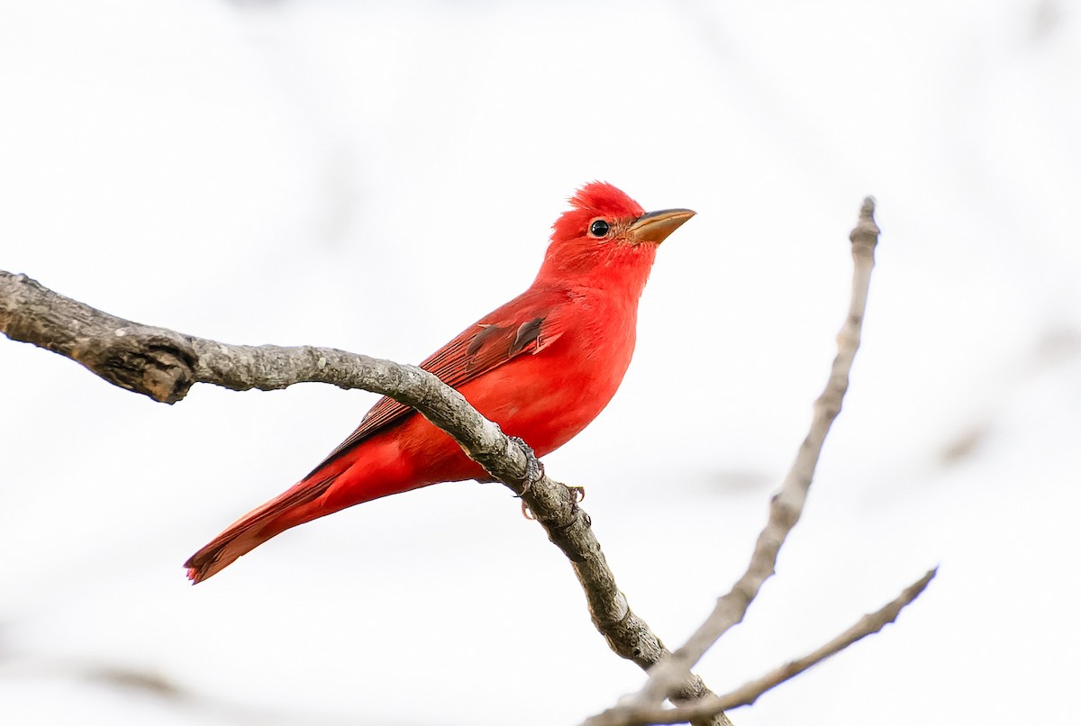 Summer Tanager - ML569475261