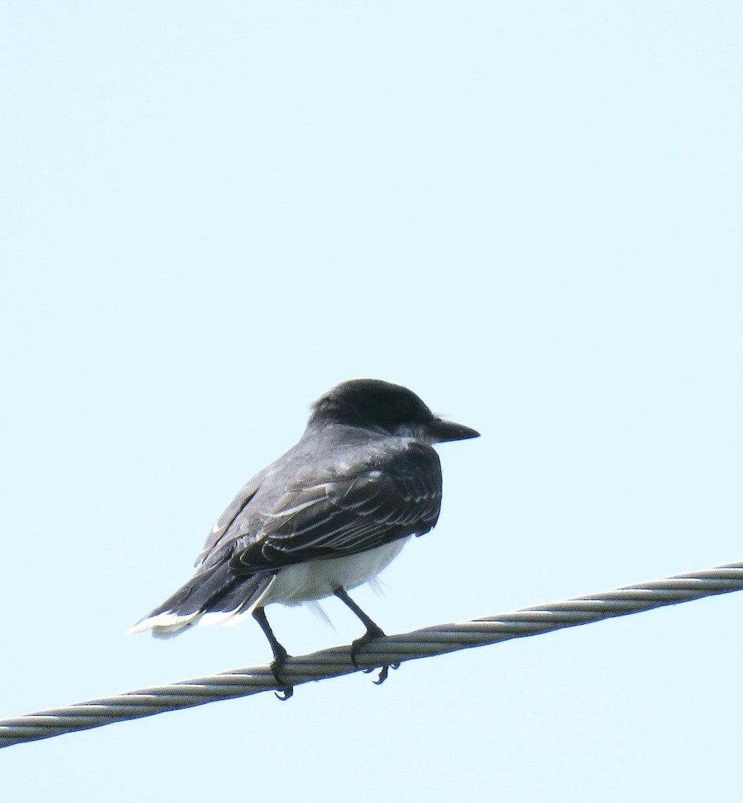 Eastern Kingbird - ML569476631