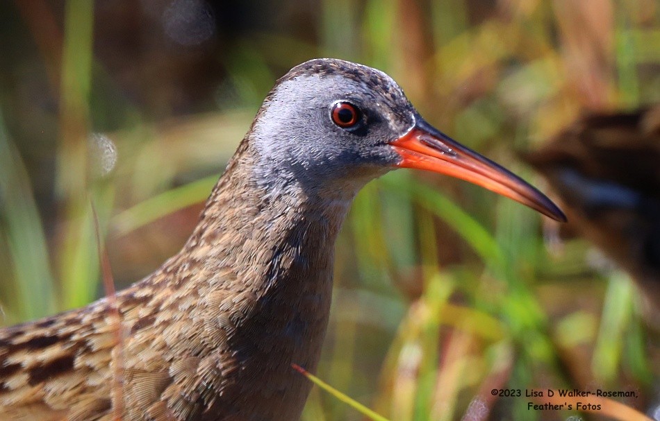 Virginia Rail - Lisa Walker-Roseman