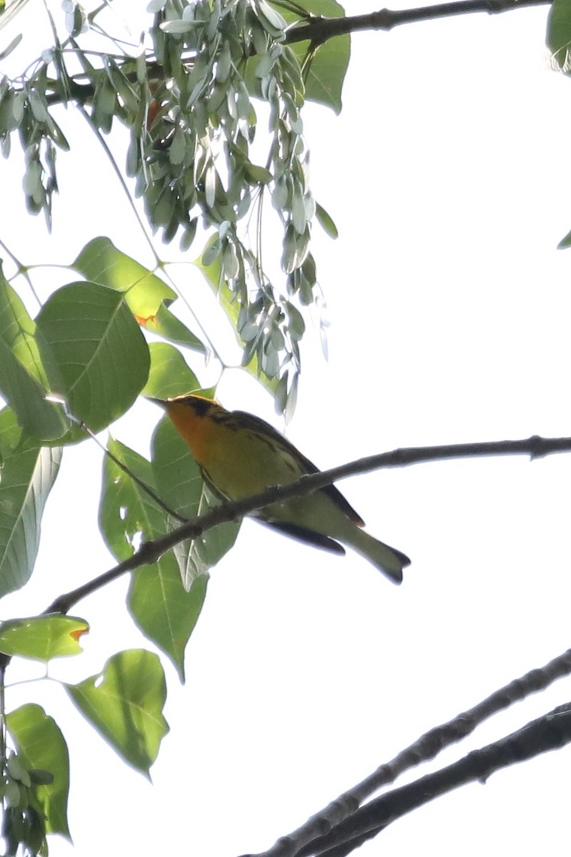 Blackburnian Warbler - Emily Holcomb