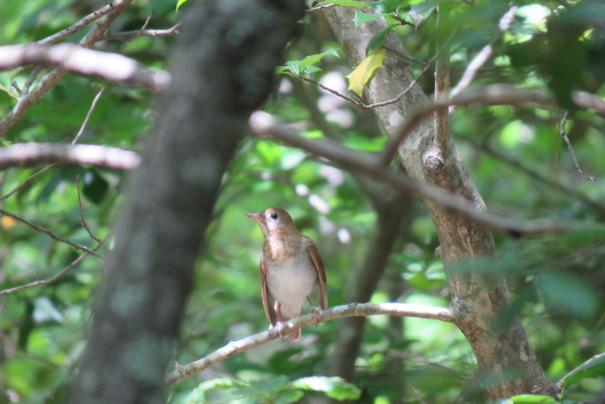 Veery - ML569477221