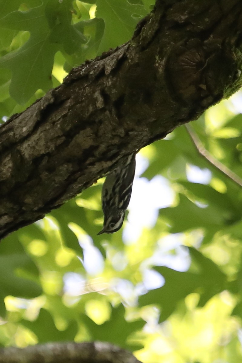 Black-and-white Warbler - ML569477431