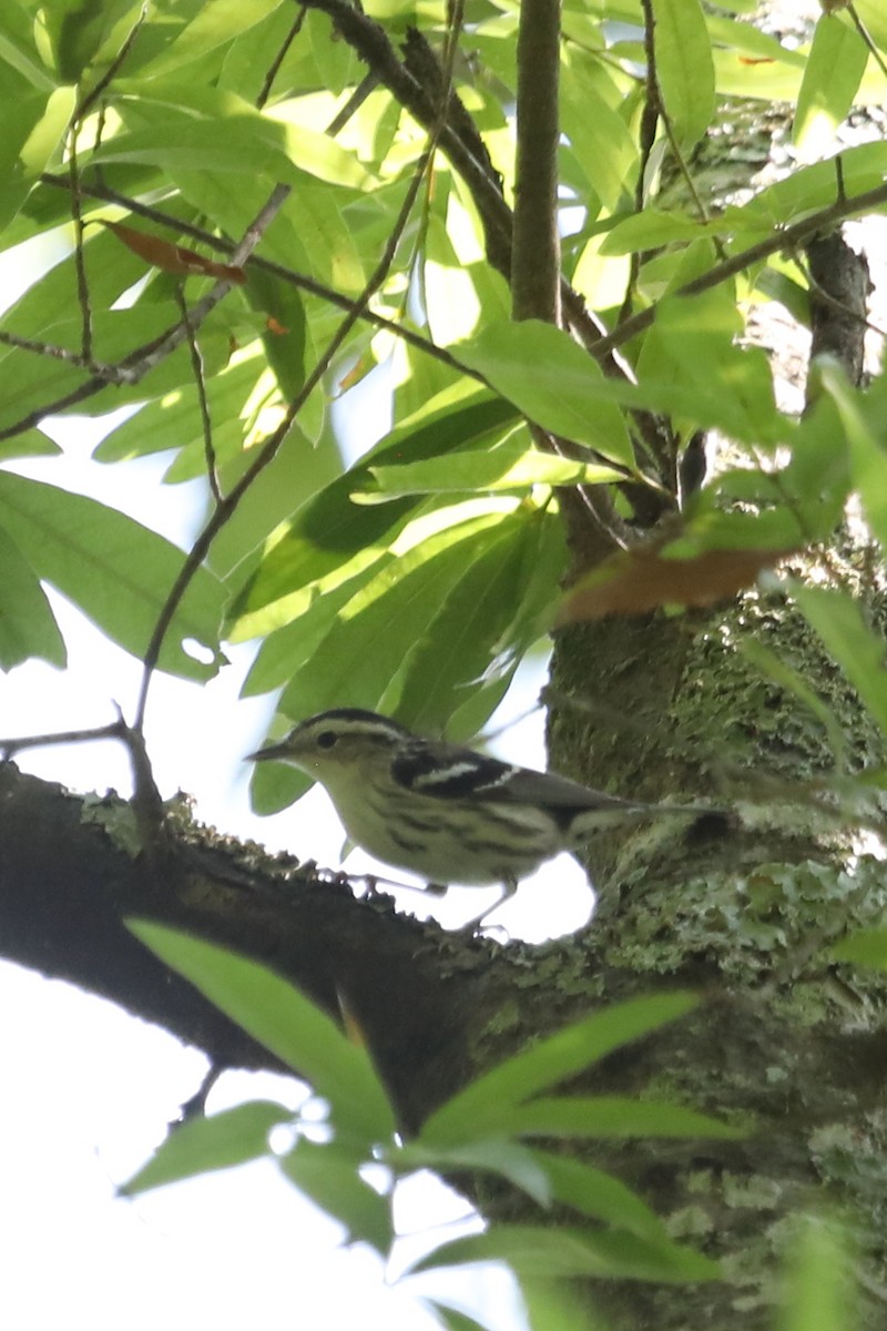 Black-and-white Warbler - ML569477441
