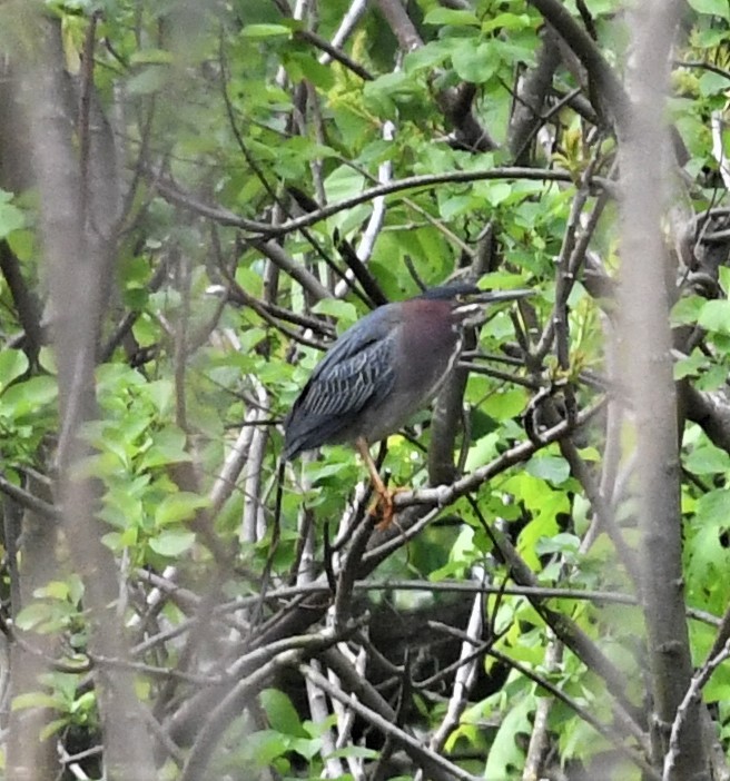 Green Heron - ML569477481