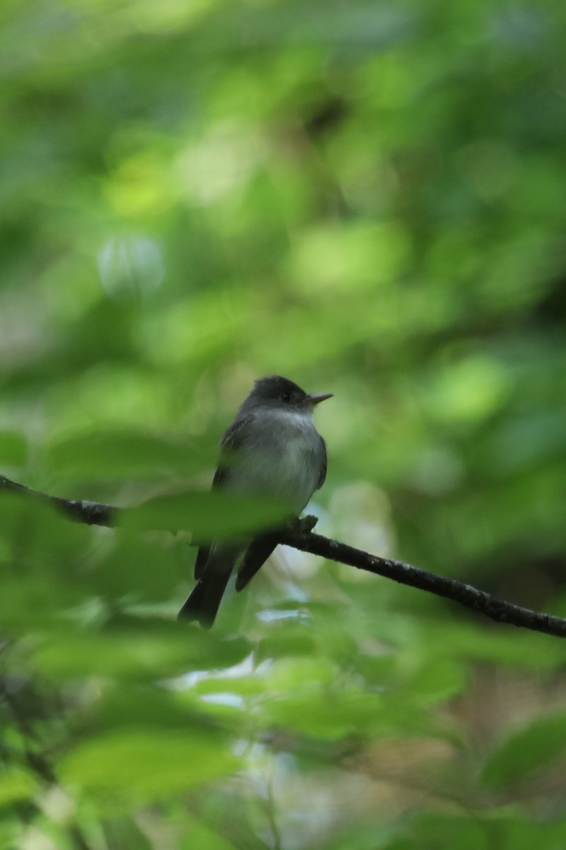 Eastern Wood-Pewee - ML569477901