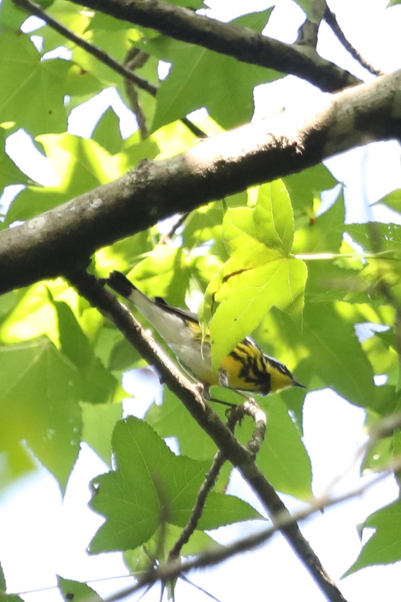 Magnolia Warbler - Emily Holcomb