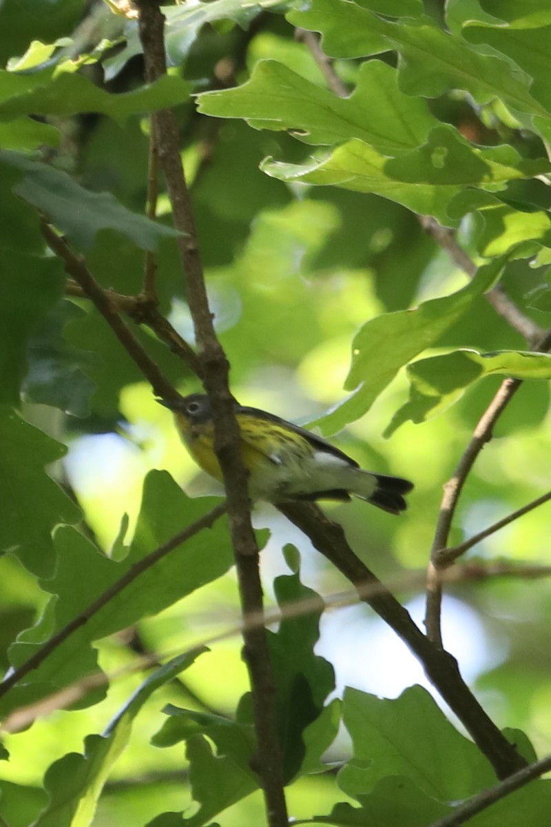 Magnolia Warbler - ML569478471