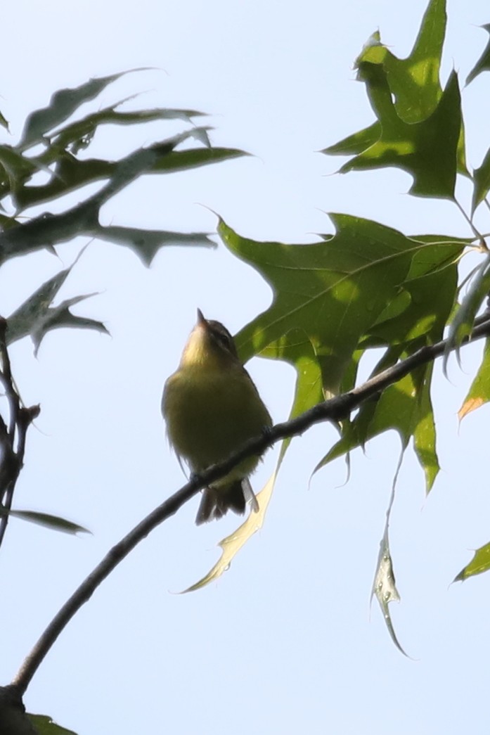 Philadelphia Vireo - ML569478891