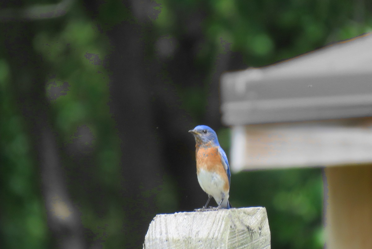 Eastern Bluebird - ML569478951