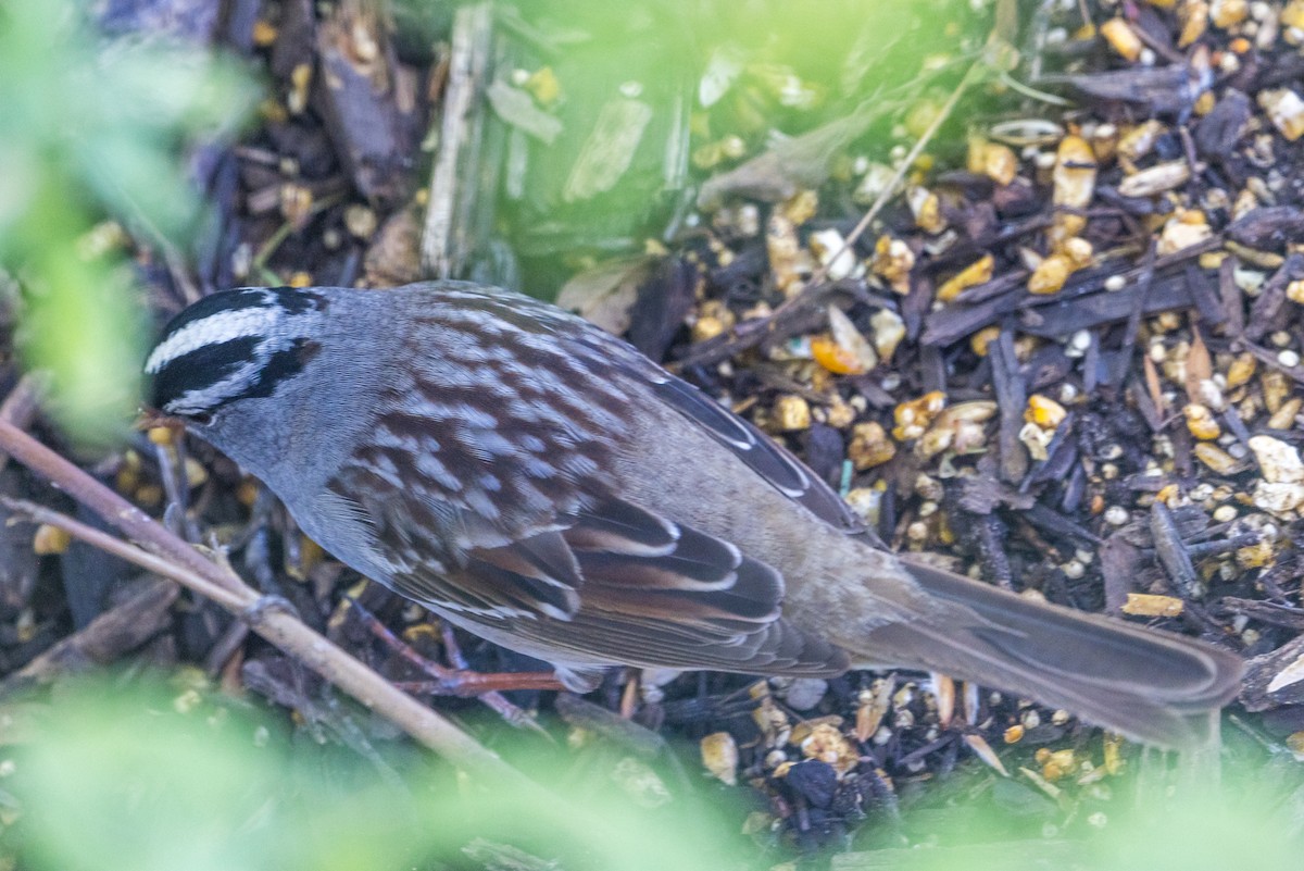 White-crowned Sparrow - ML569478971